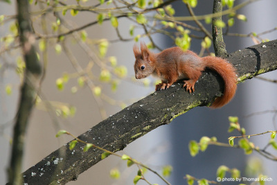 Juvenile Red Squirrel on tree branch