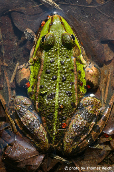 Edible Frog body