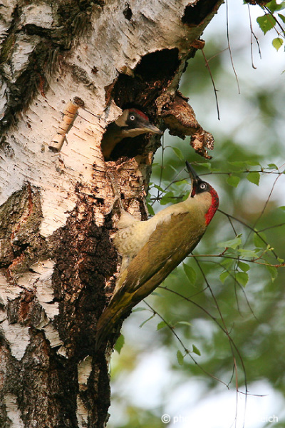 European Green Woodpecker couple at the nest