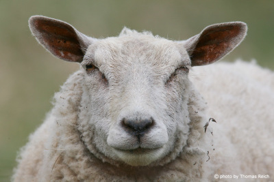 Domestic sheep with curly white coat
