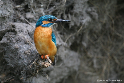 Common Kingfisher at root plate