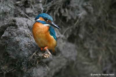 Male Common Kingfisher at the nest