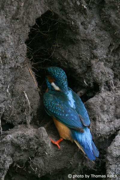 Common Kingfisher building nest in cave