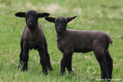Two black lambs