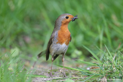 Robin Redbreast eats insect