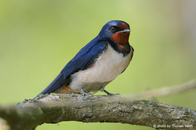 Barn Swallow sitting on branch