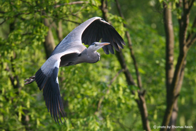Grey Heron flying