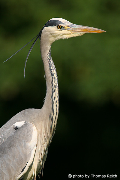 Grey Heron with long black crested feathers