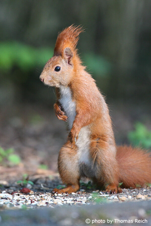 Standing Red Squirrel