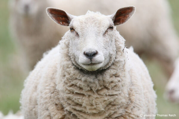 Sheep appearance