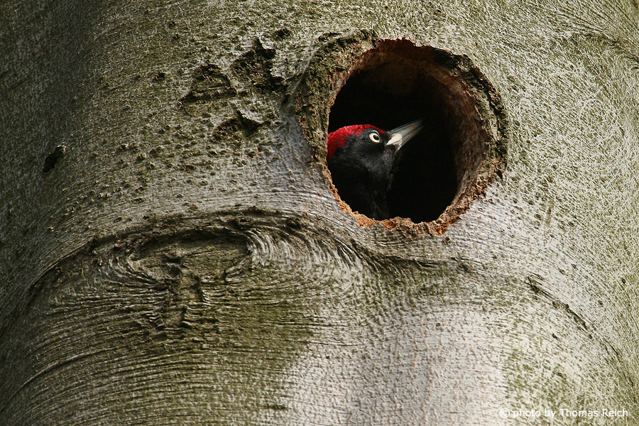 Black Woodpecker in cave in tree