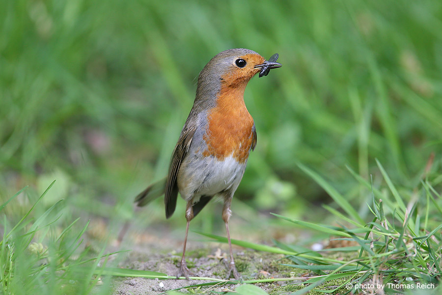 Robin Redbreast eats insect