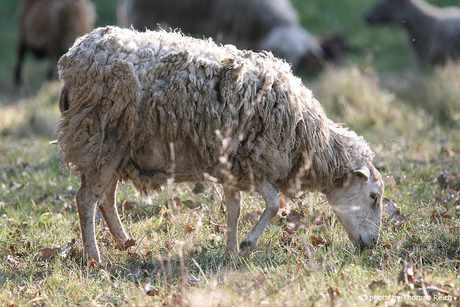 Sheep eats fresh grass
