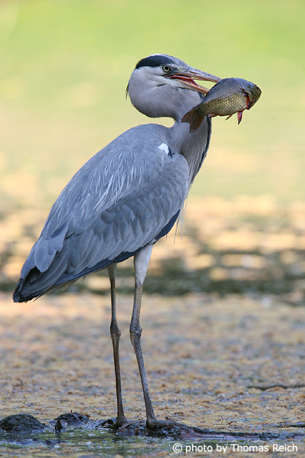 Grey Heron with spiked fish