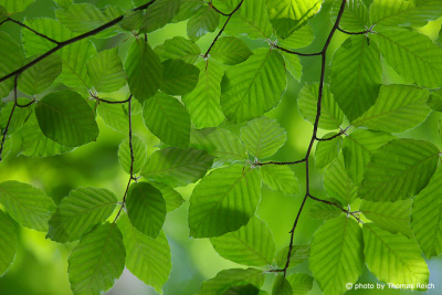 Green leaves of beech tree in the forest