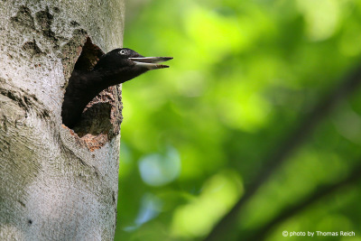 Young Black Woodpecker looking out of hole