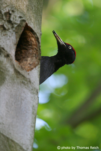 Black Woodpecker size