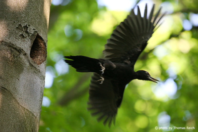 Black Woodpecker in flight