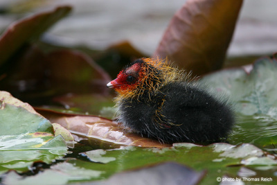 Eurasian Coot baby sits on a water lily leaf