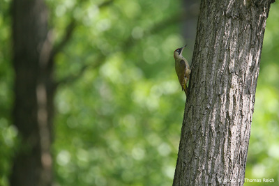 European Green Woodpecker climbing tree