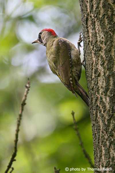 European Green Woodpecker in spring time