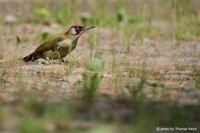 Green Woodpecker bird