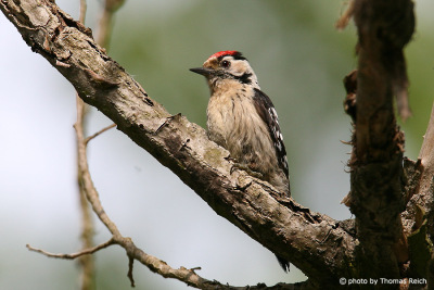Lesser Spotted Woodpecker beak