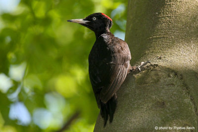 Black Woodpecker bird appearance