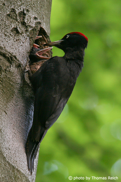Black Woodpecker feeds fledglings