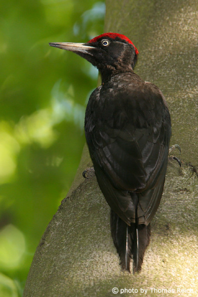 Black Woodpecker plumage