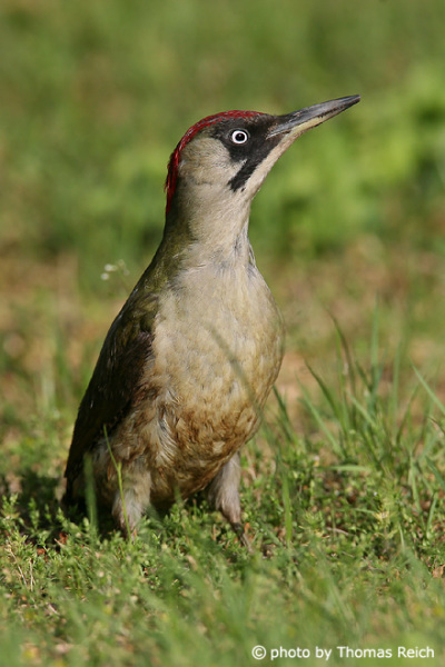 Young European Green Woodpecker female