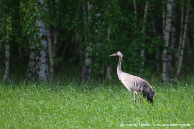 Crane bird stands on meadow