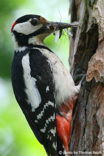 Great Spotted Woodpecker close up portrait
