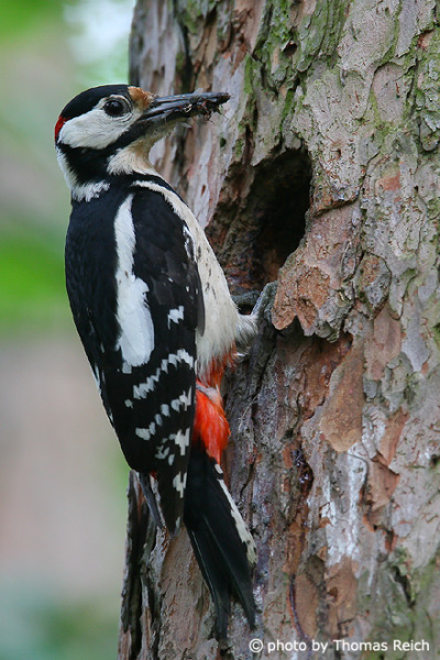 Great Spotted Woodpecker size