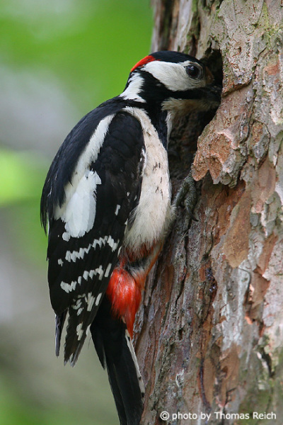 Great Spotted Woodpecker black and white feathers