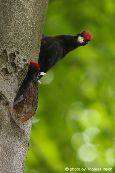 juvenil Black Woodpecker calls