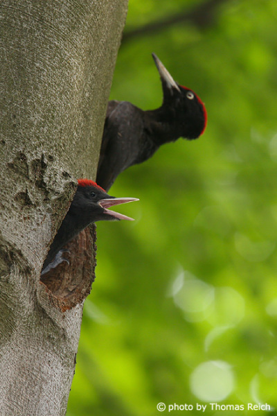 Young Black Woodpecker begging for food