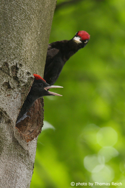 Black Woodpecker breeding season