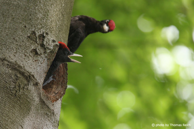Black Woodpecker feeding young birds