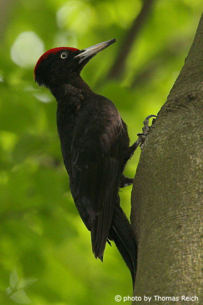 Black Woodpecker beak