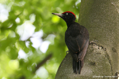 Black Woodpecker habitat