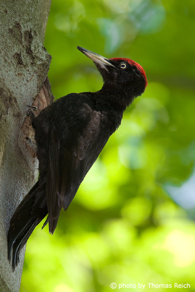 Male Black Woodpecker in the forest