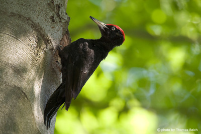 Black Woodpecker at nest hole