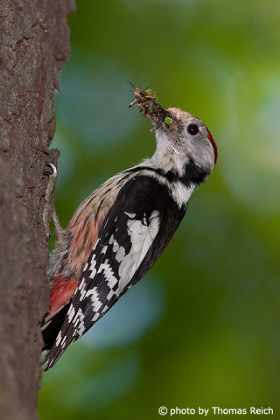 Middle Spotted Woodpecker with insects in beak