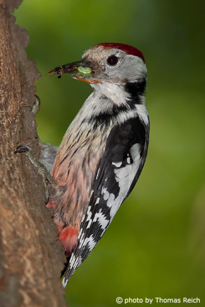 Middle Spotted Woodpecker at nesting cave