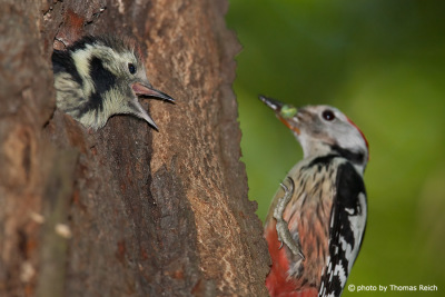 Middle spotted woodpecker feeding young chick on a nest in tree