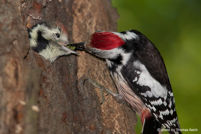 Middle Spotted Woodpecker feeds juvenile