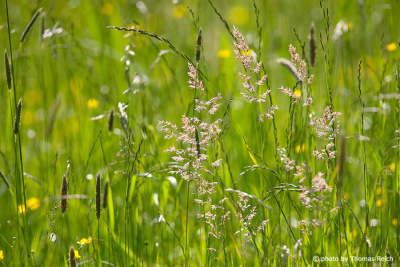 Grasses in a summer meadow