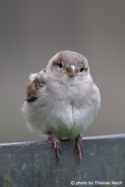 House Sparrow bird juvenile