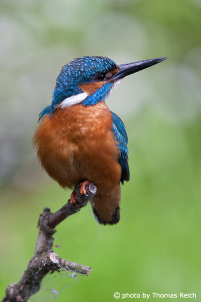 Common Kingfisher bird way of life